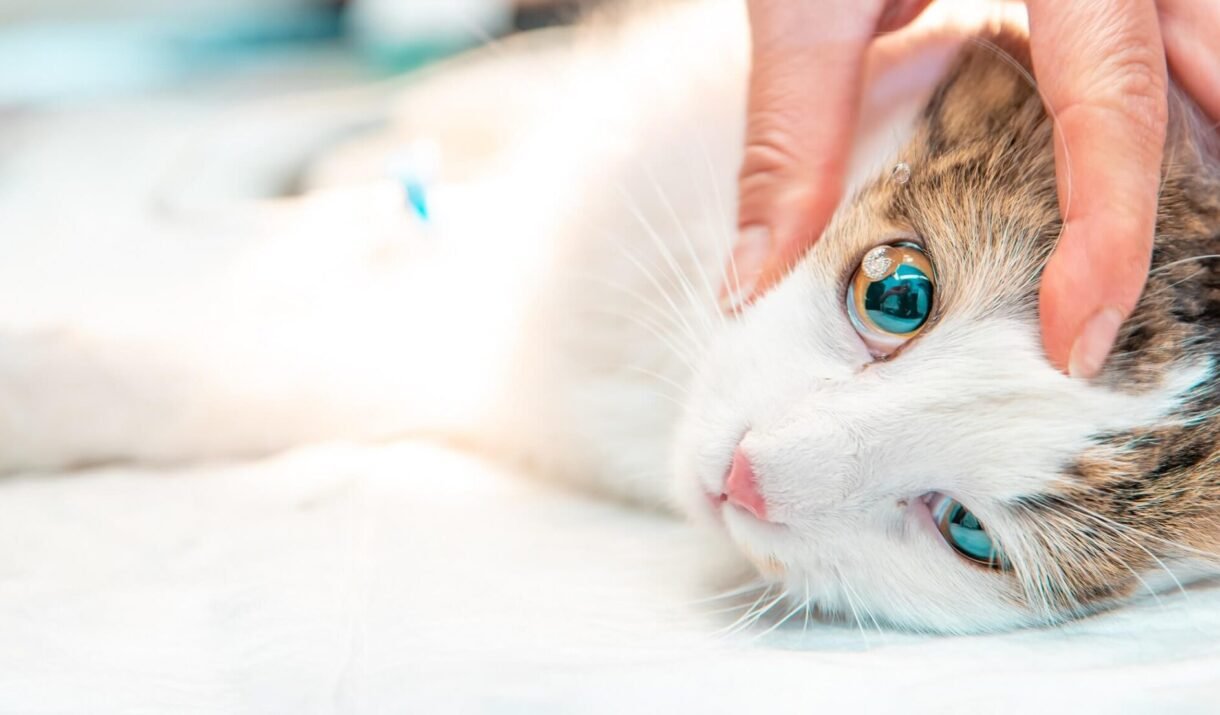 cat eye examination drip drug into the eye inter 2022 11 01 02 03 06 utc