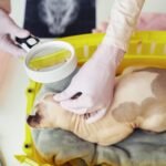 ear exam for cat in vet clinic 2022 07 20 07 42 57 utc