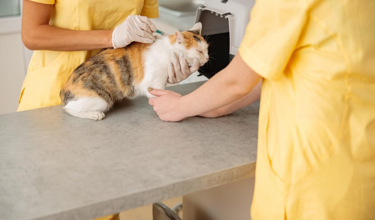 female vet doctor giving vaccination injection to 2022 09 06 04 19 31 utc