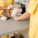 female vet doctor giving vaccination injection to 2022 09 06 04 19 31 utc
