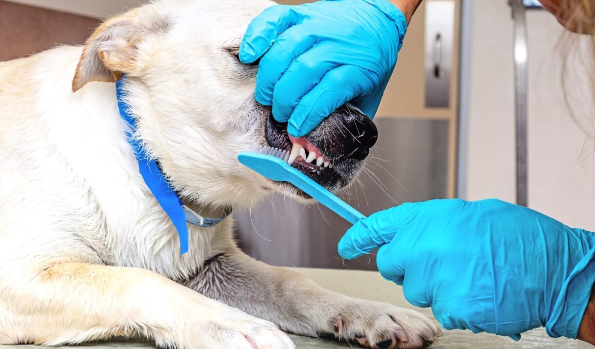 groomer brushing teeth of dog at salon 2022 06 07 21 59 34 utc