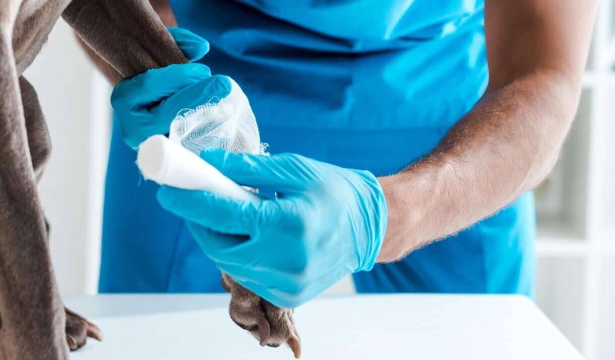 partial view of veterinarian bandaging paw of grey 2023 02 08 23 47 22 utc