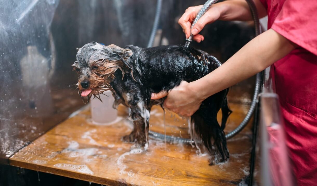 pet grooming dog washing in groomer salon 2022 02 01 23 42 18 utc
