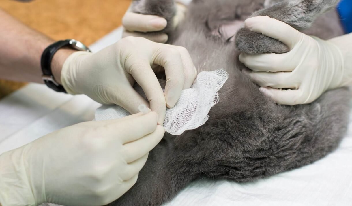 veterinary medicine the use of three way stopcock 2022 02 16 19 23 15 utc cropped