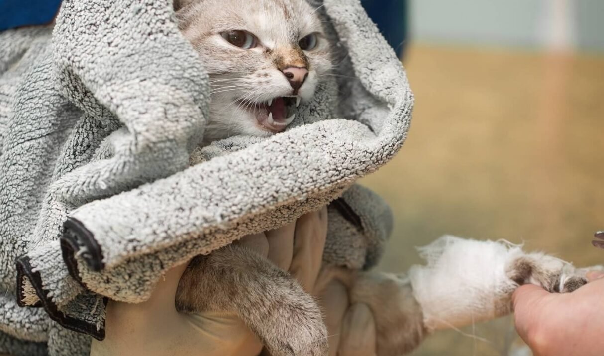 5 Rare Cat Breeds You\’ve Probably Never Heard Of