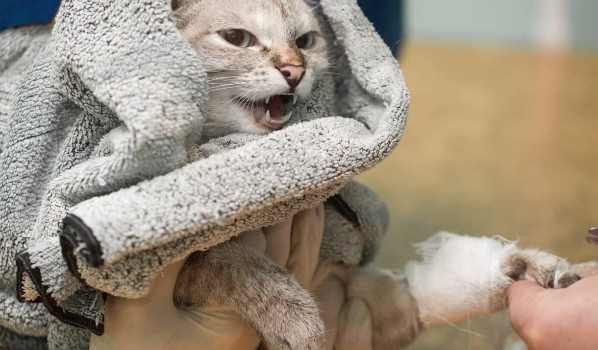 veterinary placing a catheter via a cat in the cli 2022 12 21 12 25 31 utc cropped