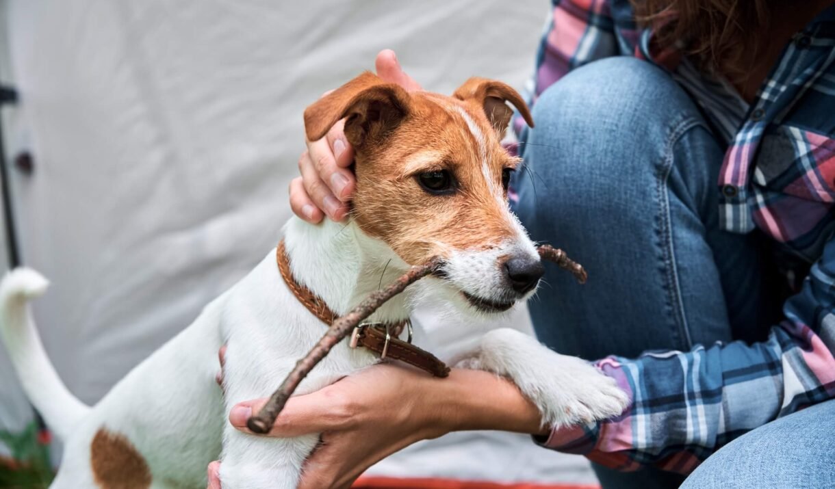 woman with jack russell terrier puppy dog outdoors 2022 12 16 12 40 28 utc