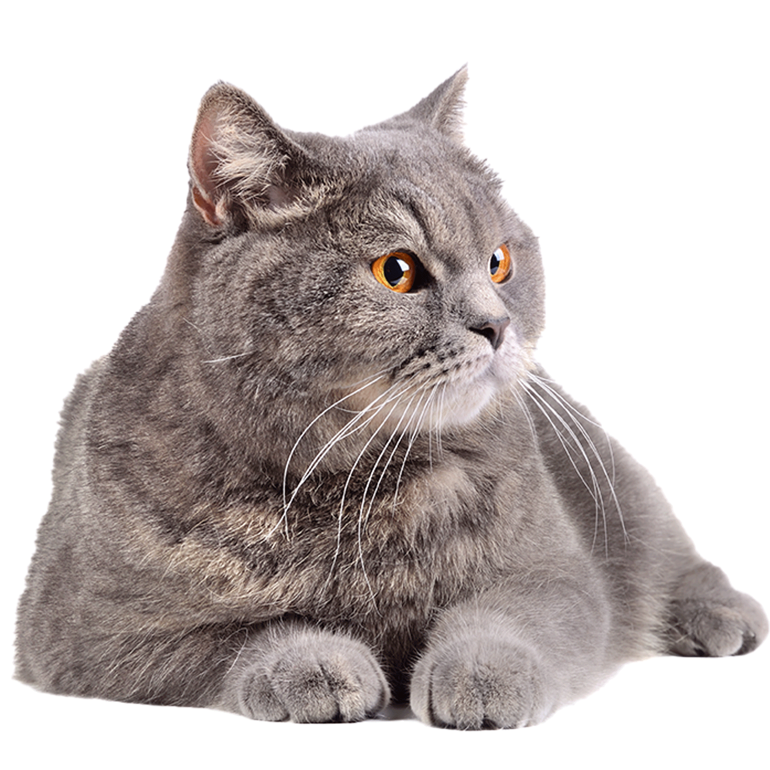 ketty.png
