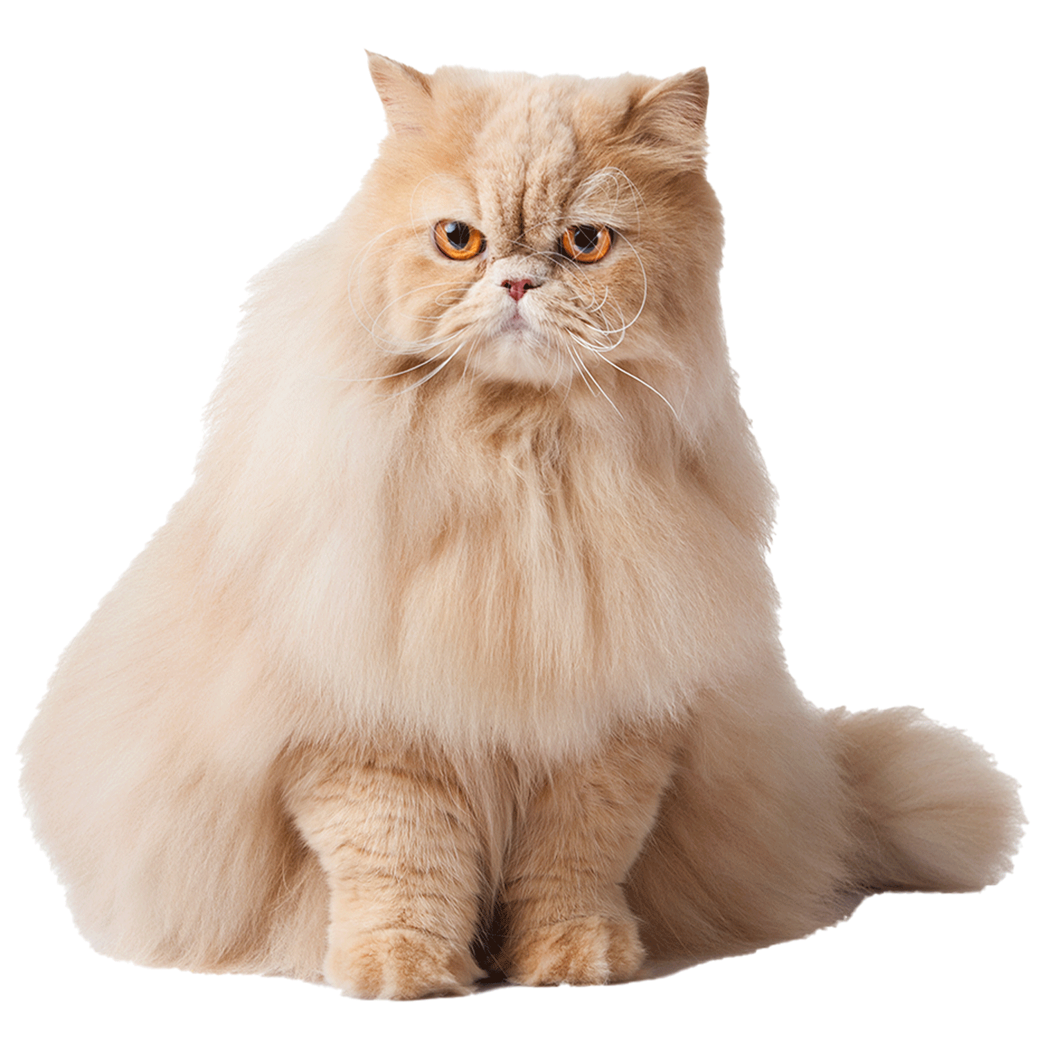 maxat.png