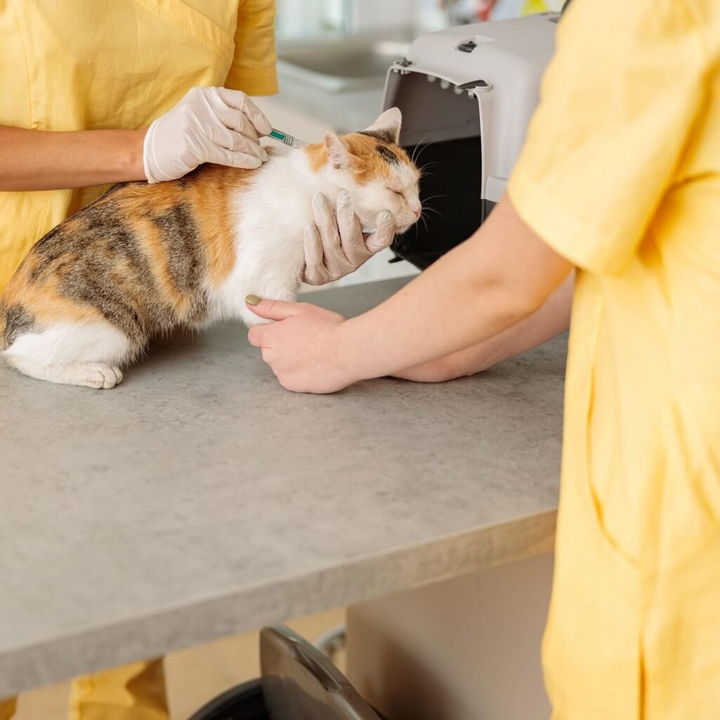 female vet doctor giving vaccination injection to 2022 09 06 04 19 31 utc.jpg