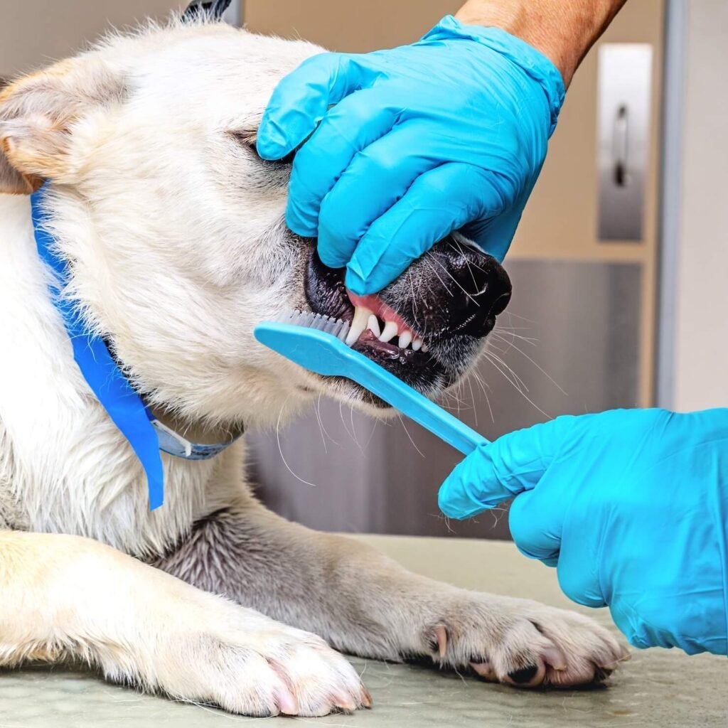 groomer brushing teeth of dog at salon 2022 06 07 21 59 34 utc.jpg