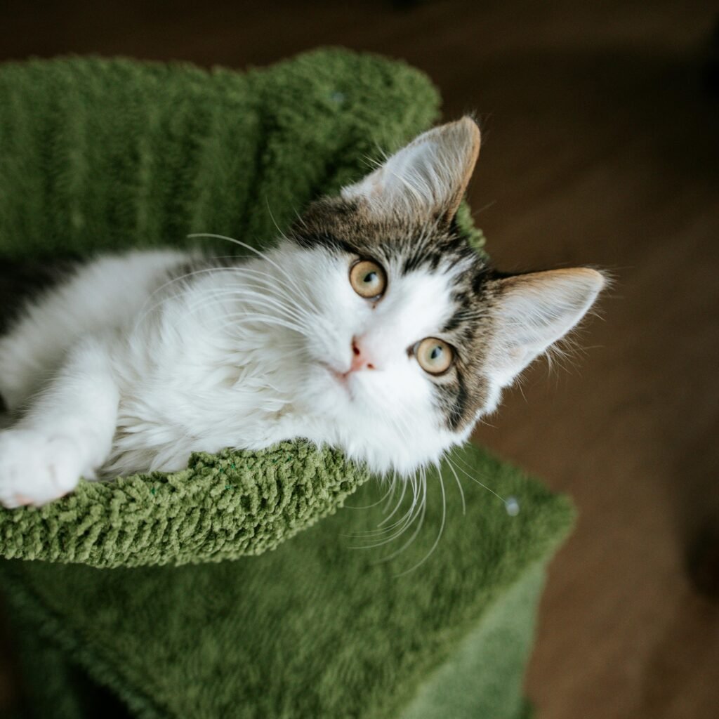 Cute kitten with white and tabby fur lounging on a green textured surface indoors.