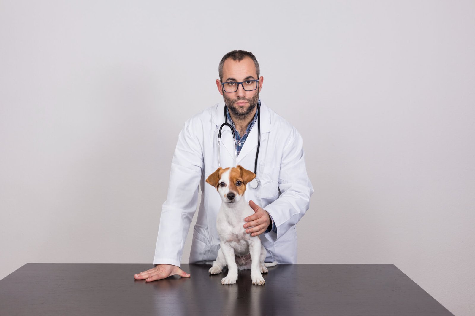 veterinarian man examining jack russell dog with s uuwcmpj.jpg
