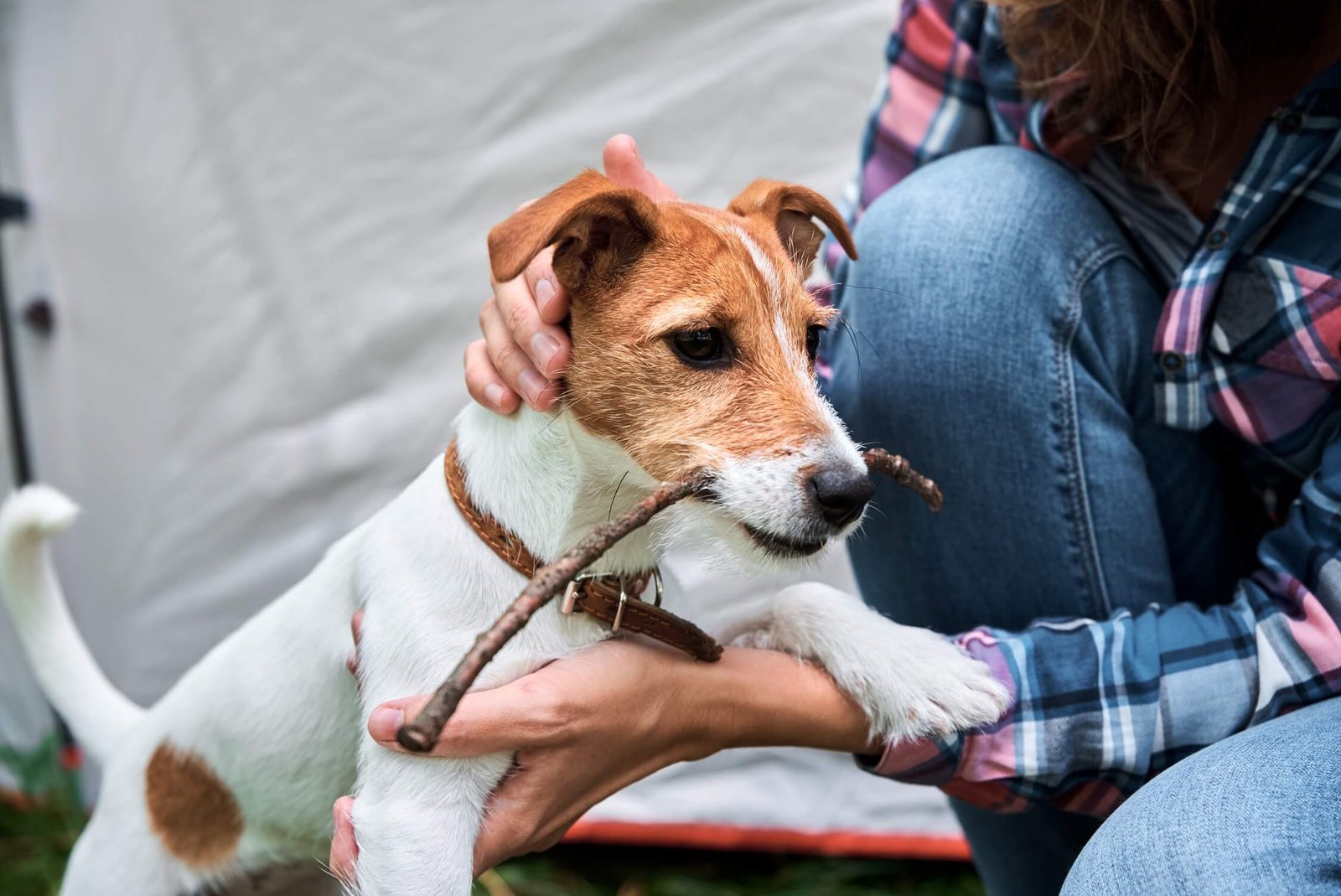 woman with jack russell terrier puppy dog outdoors 2022 12 16 12 40 28 utc.jpg
