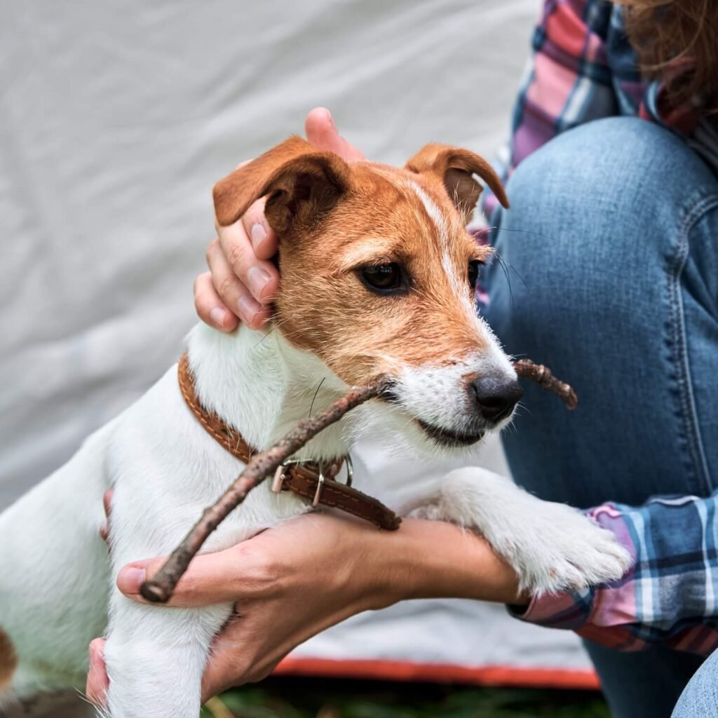 woman with jack russell terrier puppy dog outdoors 2022 12 16 12 40 28 utc.jpg